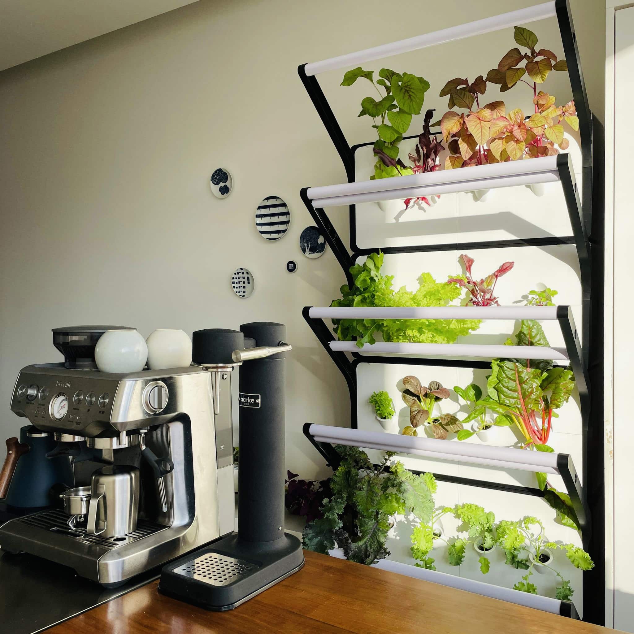 Grobrix - the world's first edible green wall to grow your own fruits and vegetables