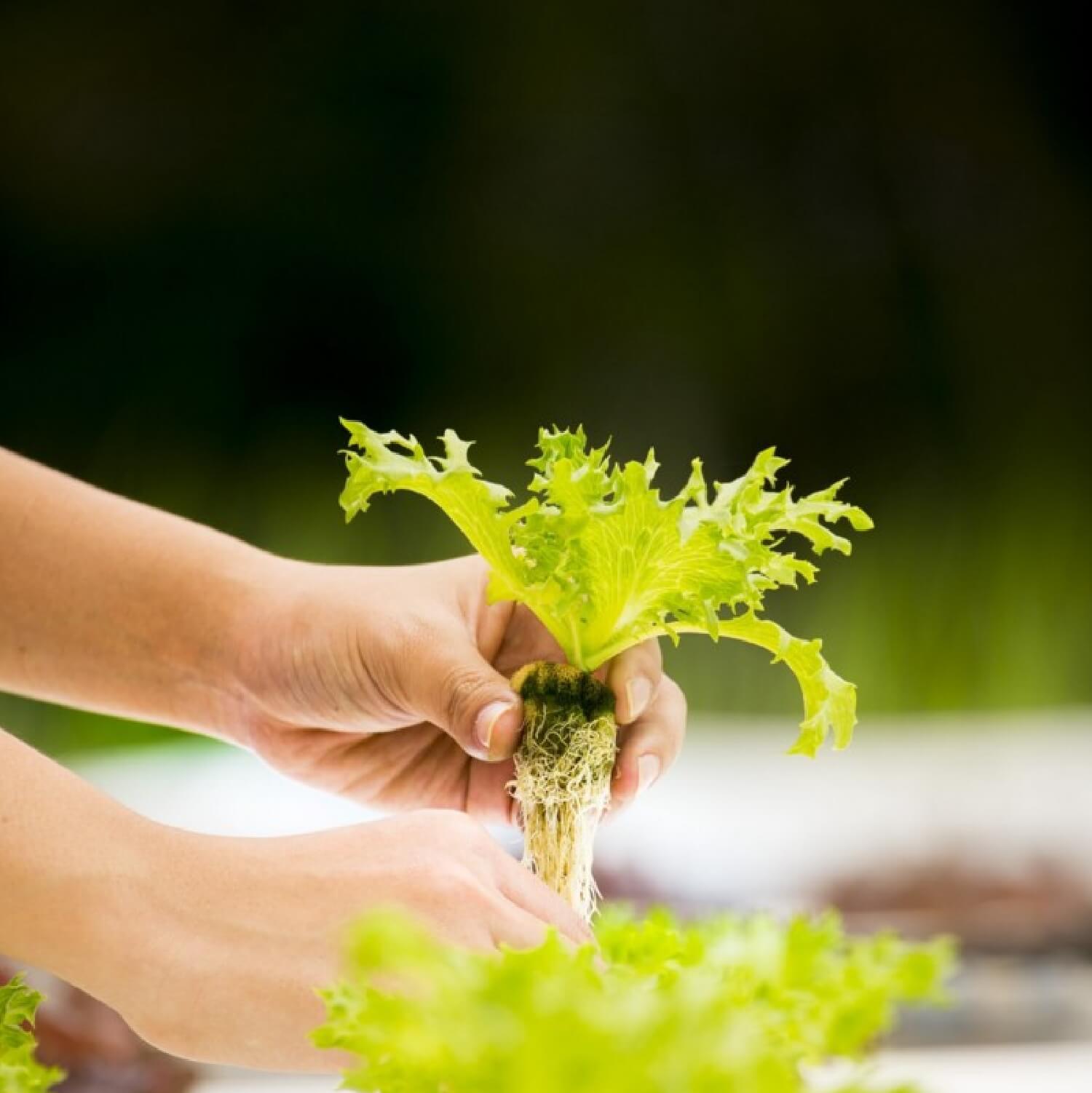 Two hands harvesting a hydroponic seedling