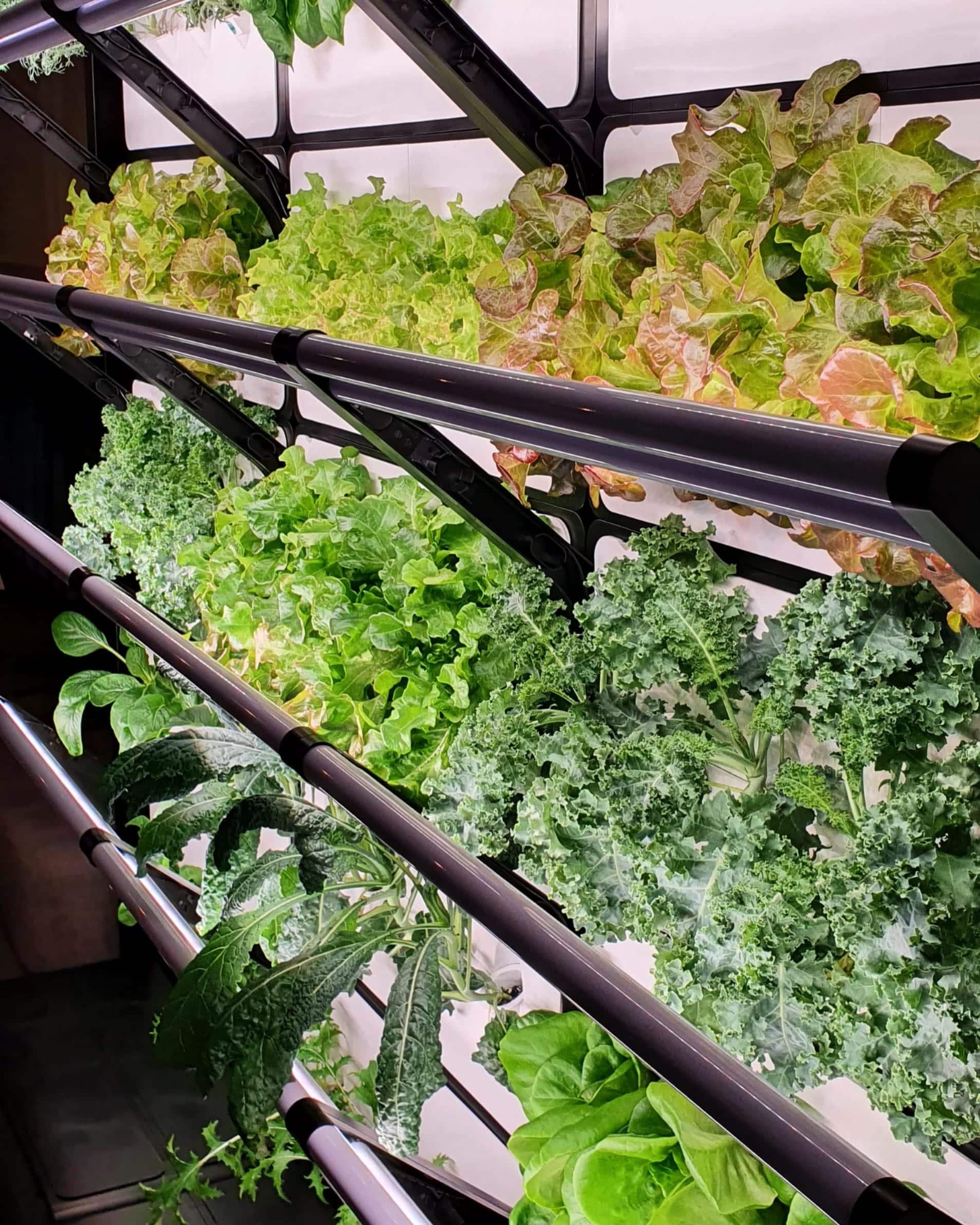Varieties of lettuce growing in a Grobrix vertical 3-stack urban farm wall