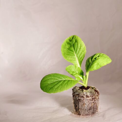 Green Pak Choy