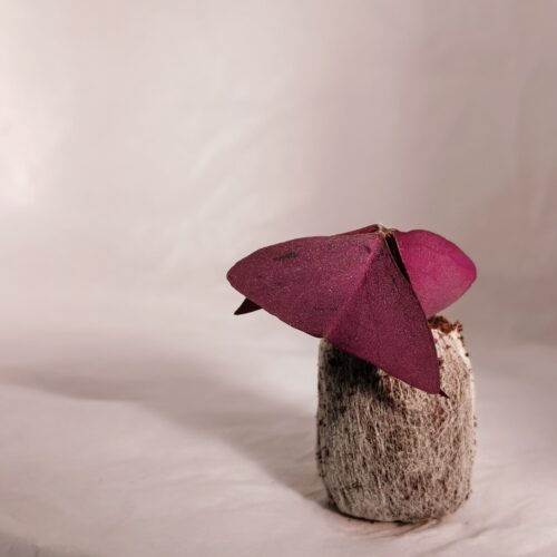 Butterfly Sorrel