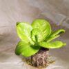 Grobrix Butterhead Lettuce Seedling