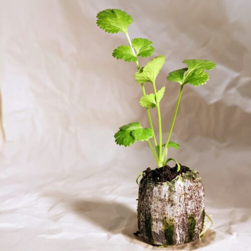 Coriander