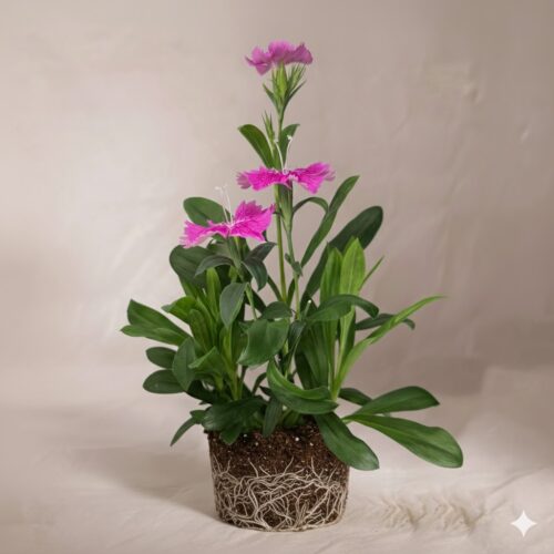 Dianthus