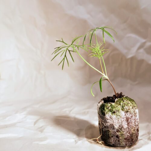 Dill