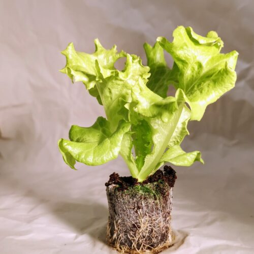 Grand Rapid Lettuce