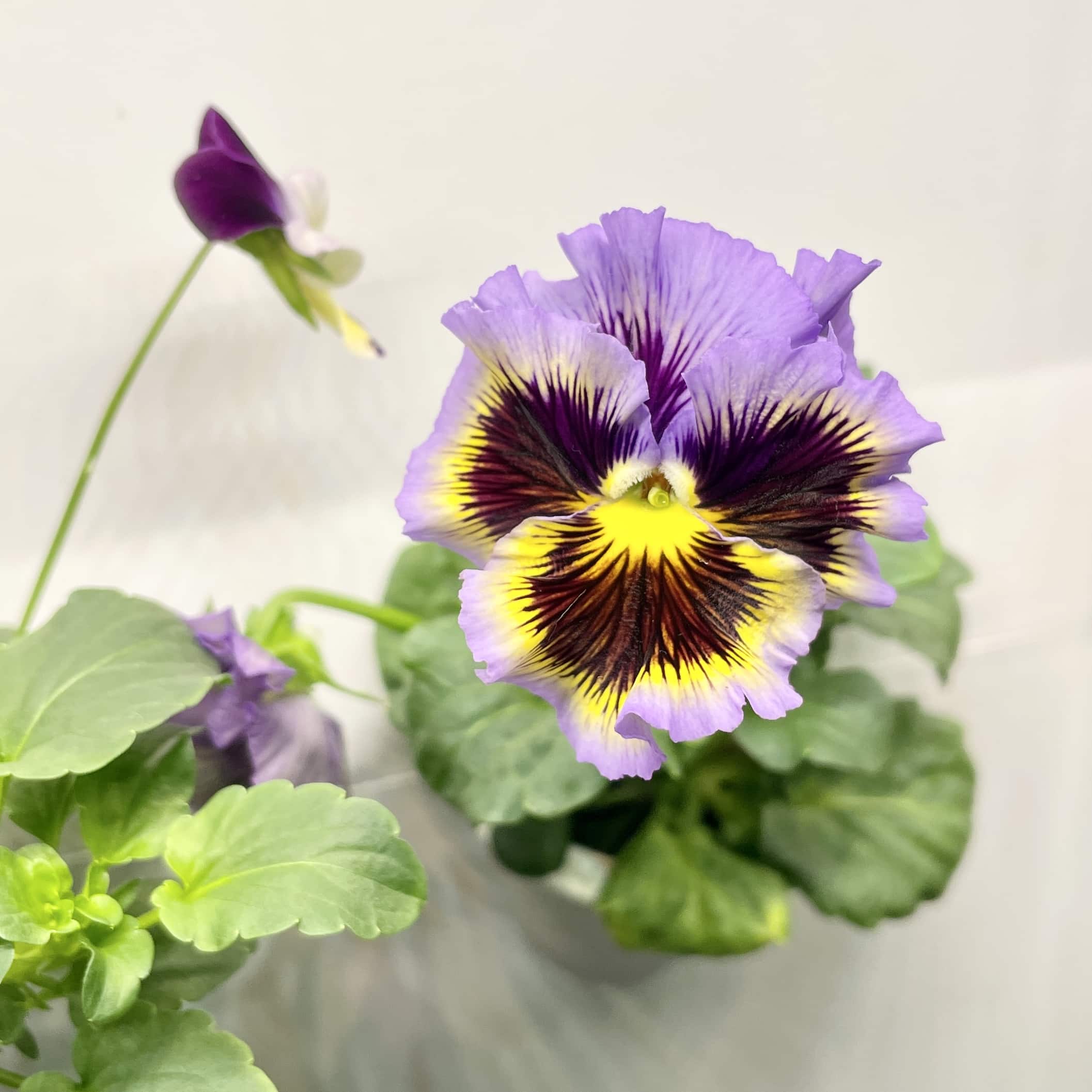 grobrix viola