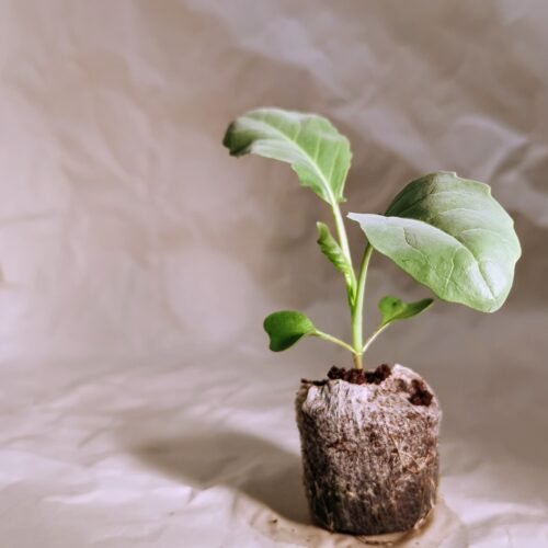 grobrix-kai-lan-seedling