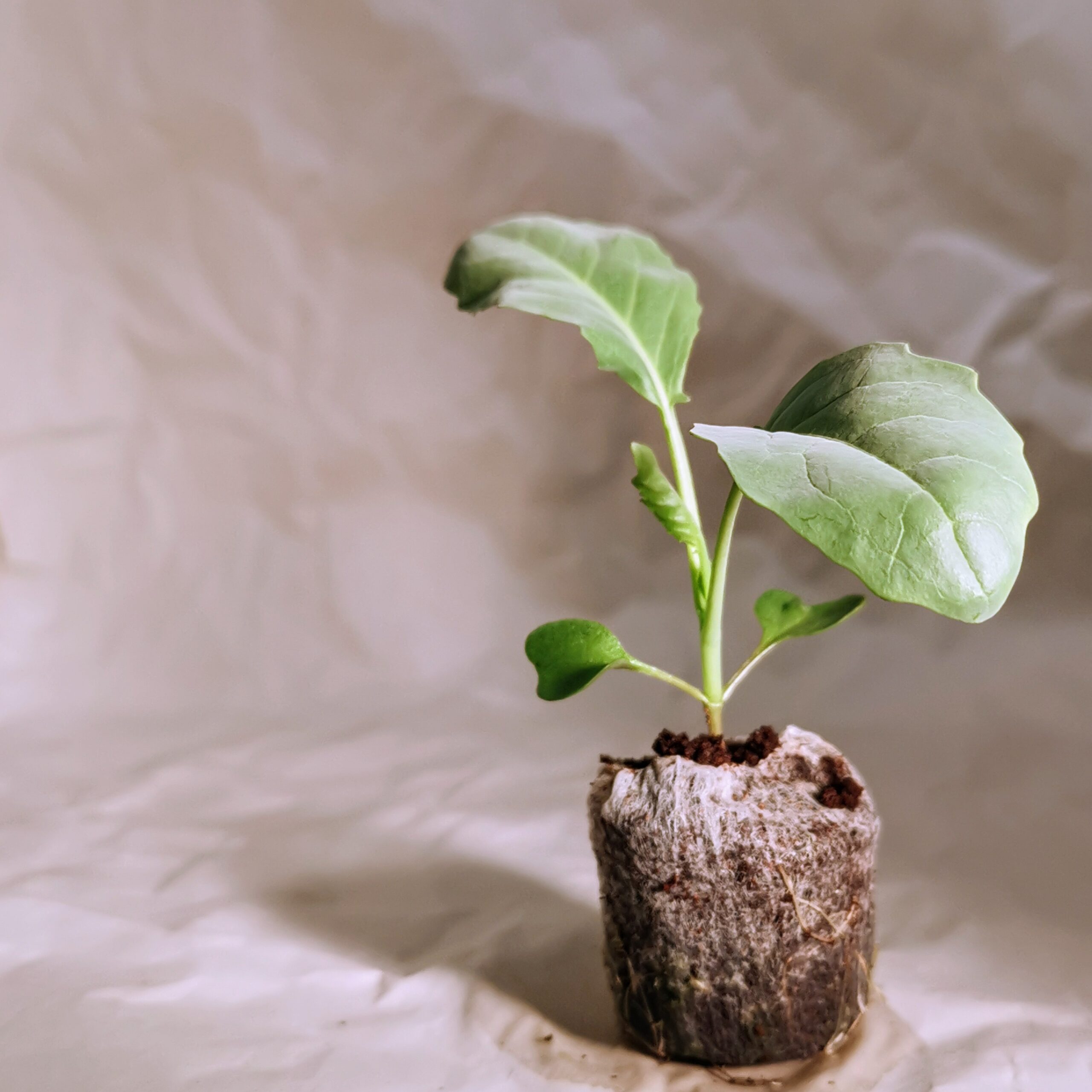 grobrix-kai-lan-seedling