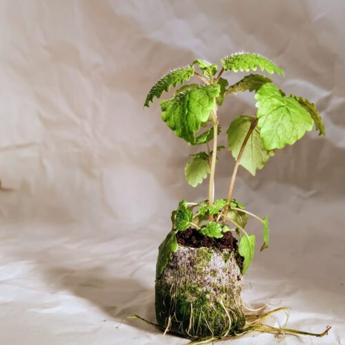 Lemon Balm
