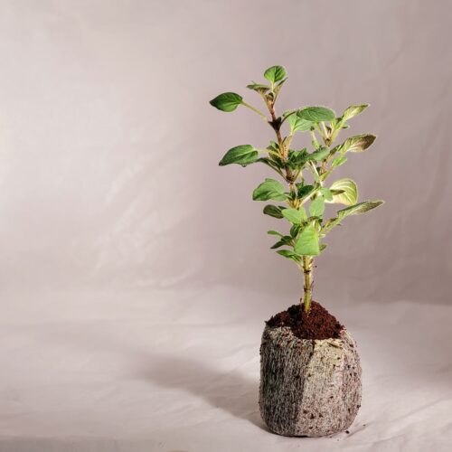 Oregano