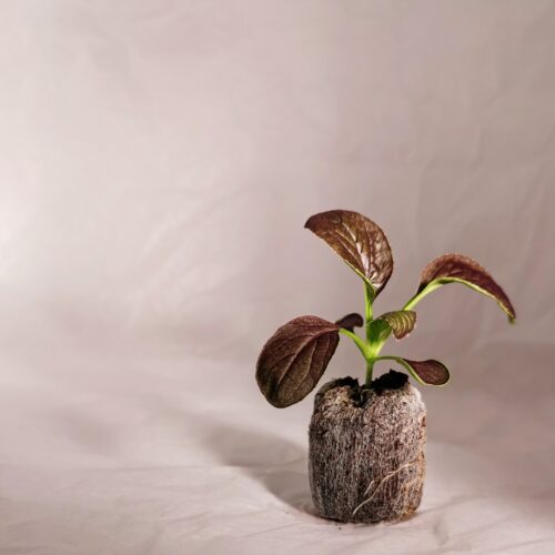 Red Pak Choy