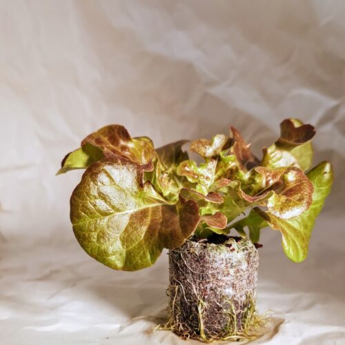 Red Oak Lettuce