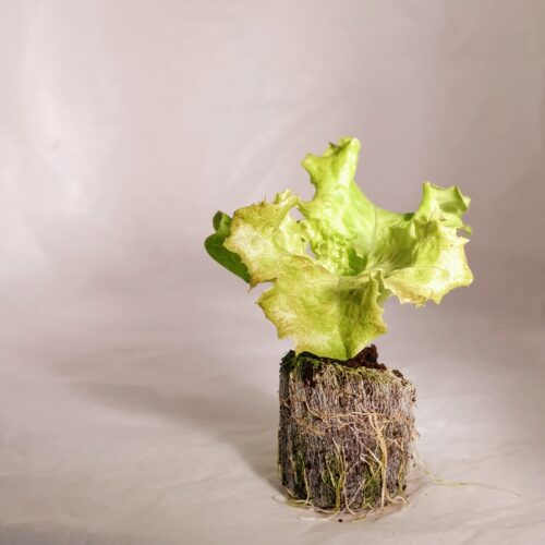 Red Rapid Lettuce