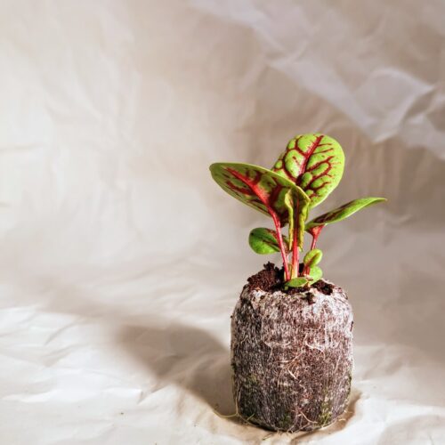 Red Veined Sorrel