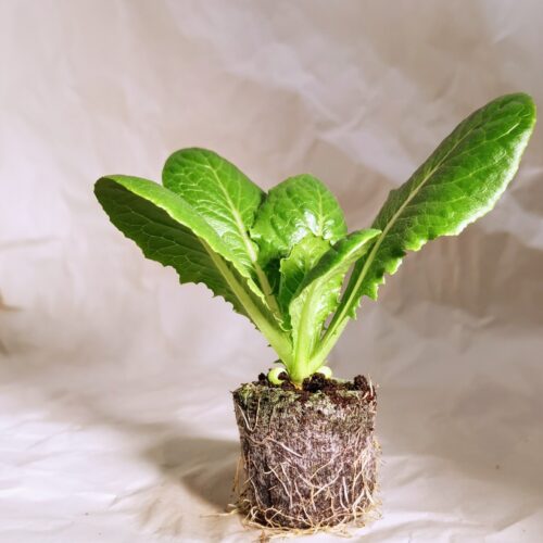 Romaine Lettuce