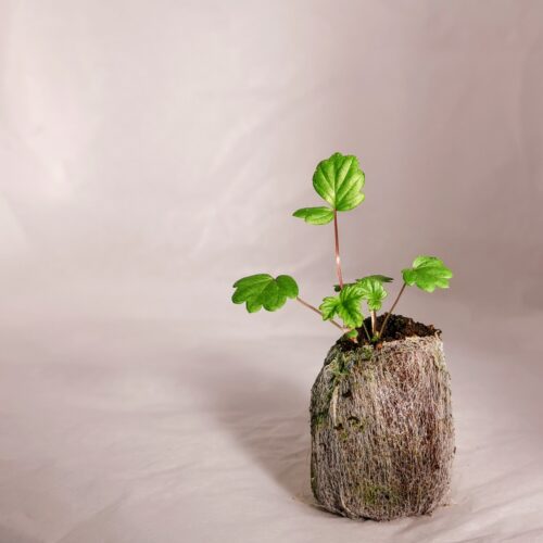 Alpine Strawberry