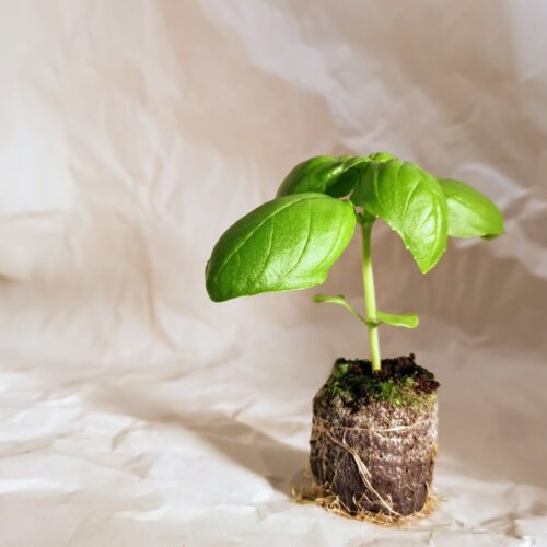 Italian Basil