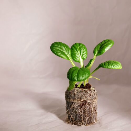 Green Tatsoi