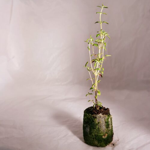 Thyme