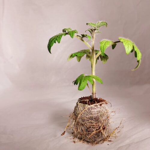 Dwarf Tomato