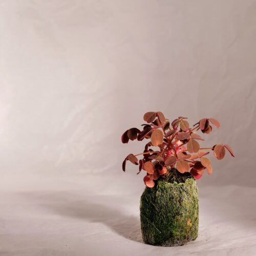 Volcanic Sorrel