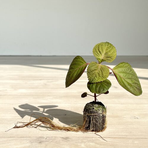 Green Shiso