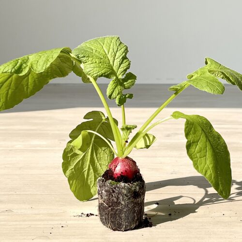 Cherry Belle Radish
