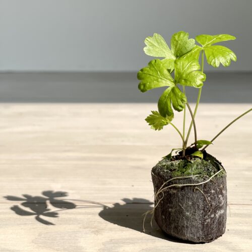 Flat Parsley
