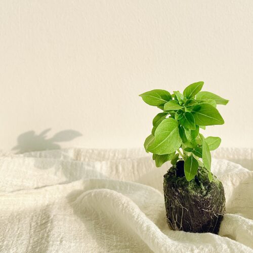 Greek Basil