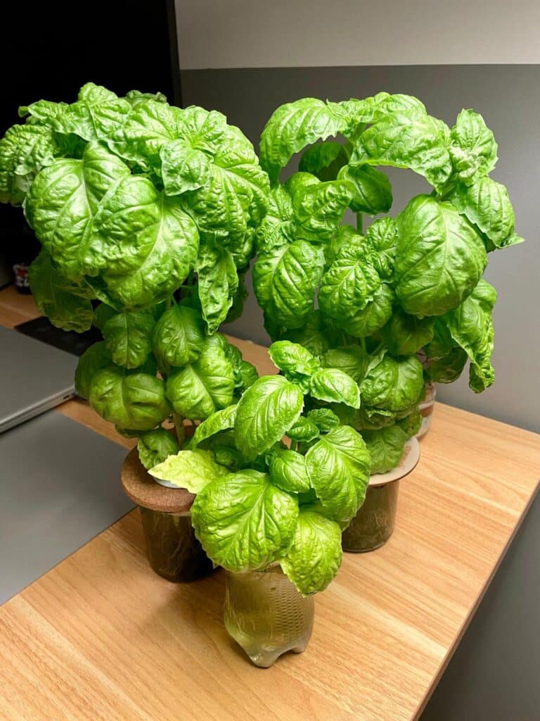 Heat tolerant plants like Grobrix basil are great for growing indoors