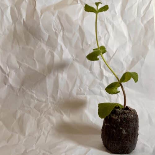 Apple Mint
