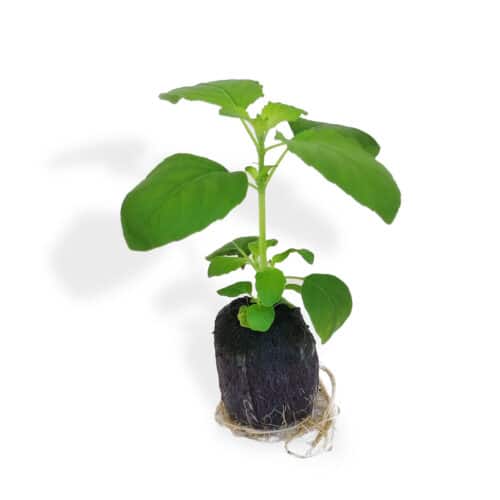 Holy Basil