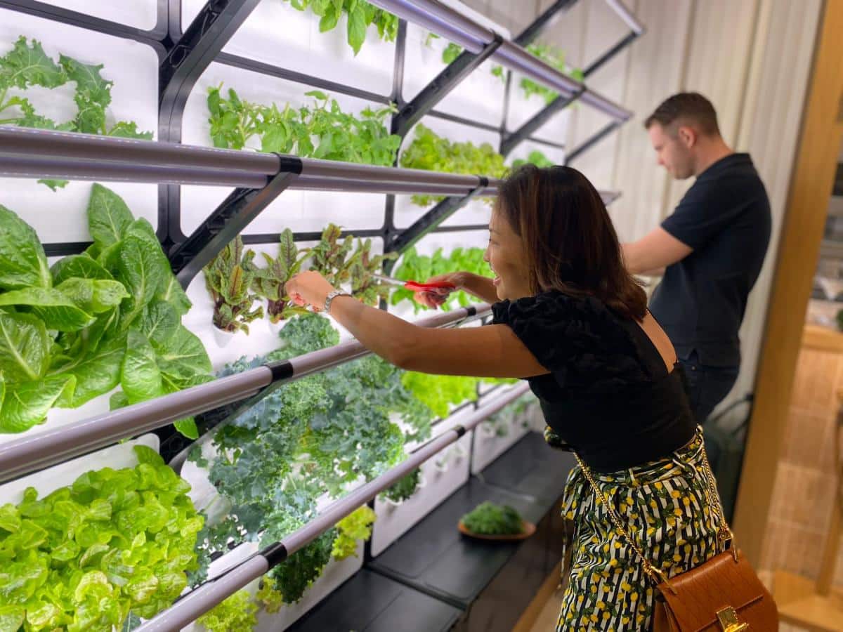 Staff at Grobrix harvesting edible leaves from the vertical green wall installation