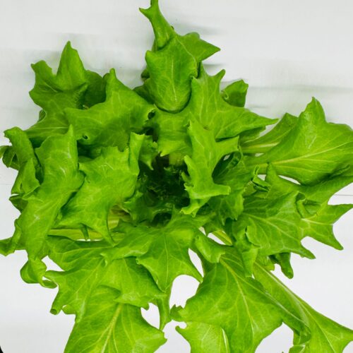 Caravel Lettuce