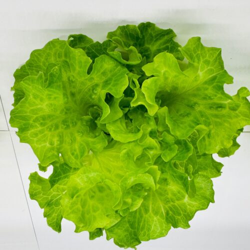 Olmetie Lettuce