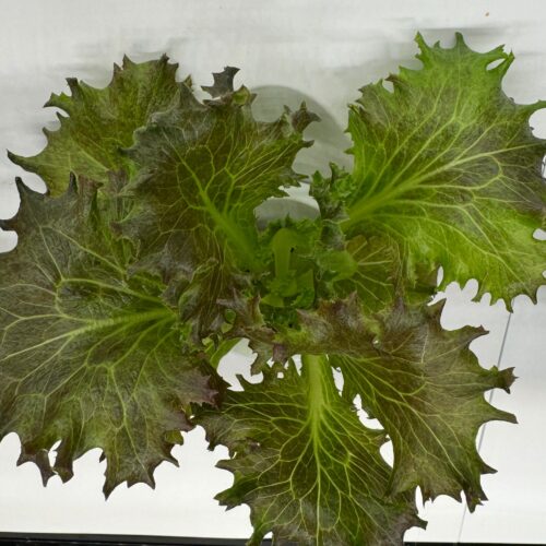 Scamander Lettuce