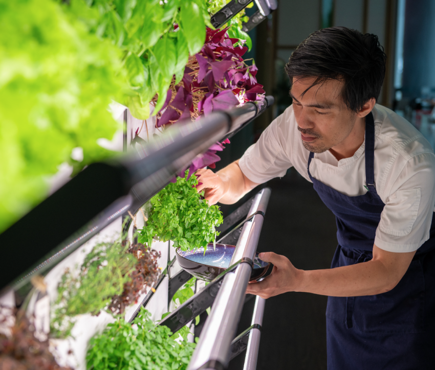 A staff member carefully selecting edible leaves from the urban farm installation.