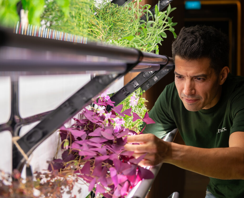 Grobrix founder Mat Howe harvesting some edible leaves from a vertical green wall