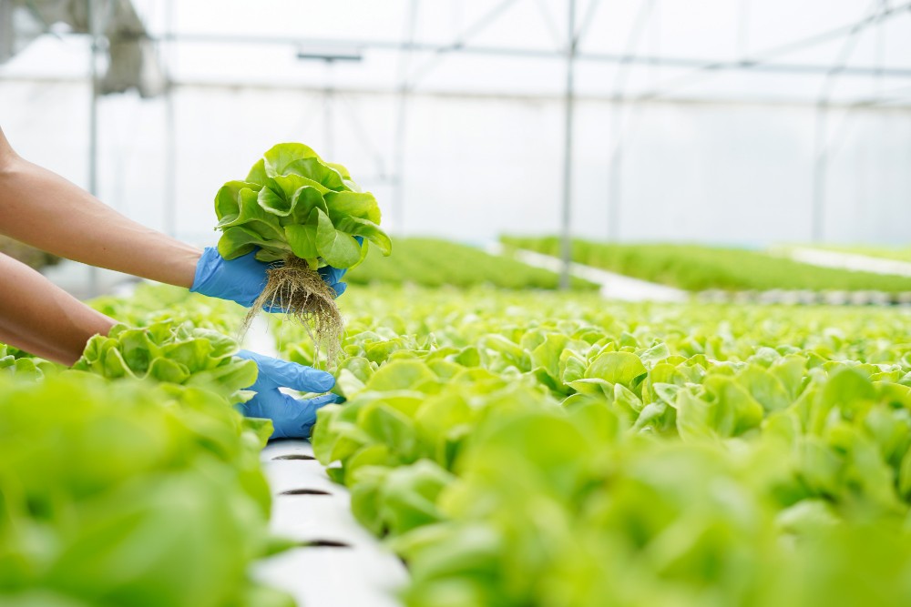 Urban farmer holding and checking produce in a greenhouse hydroponics farm.
