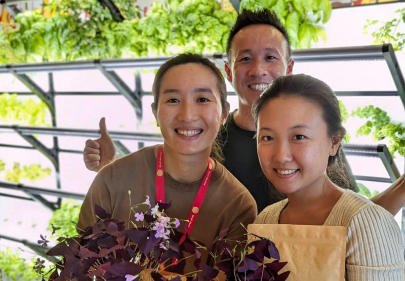 Grobrix Butterly Sorrel At Shell Singapore