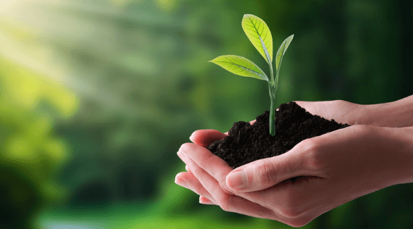 A seedling preciously cupped between two hands