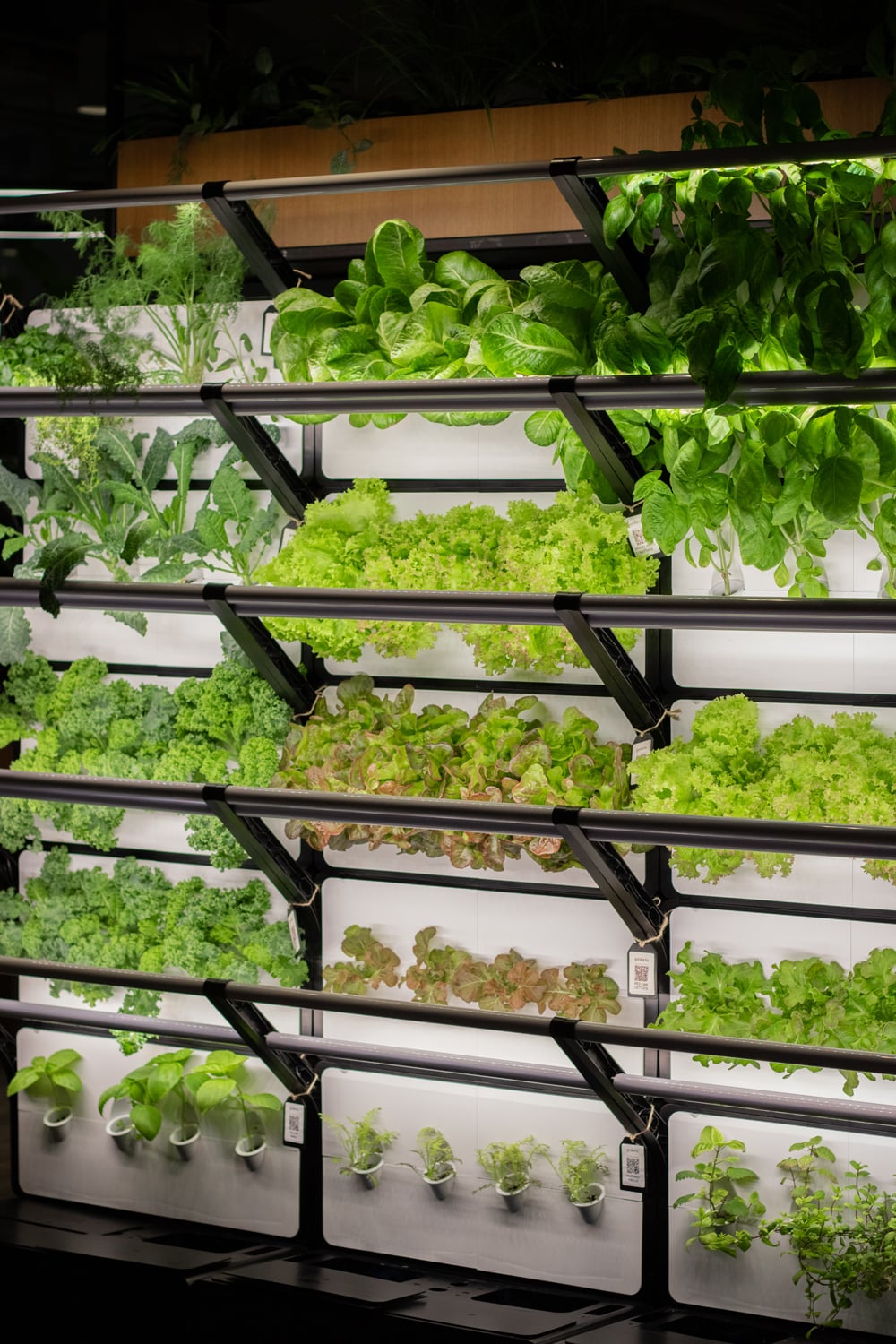 Indoor vertical garden