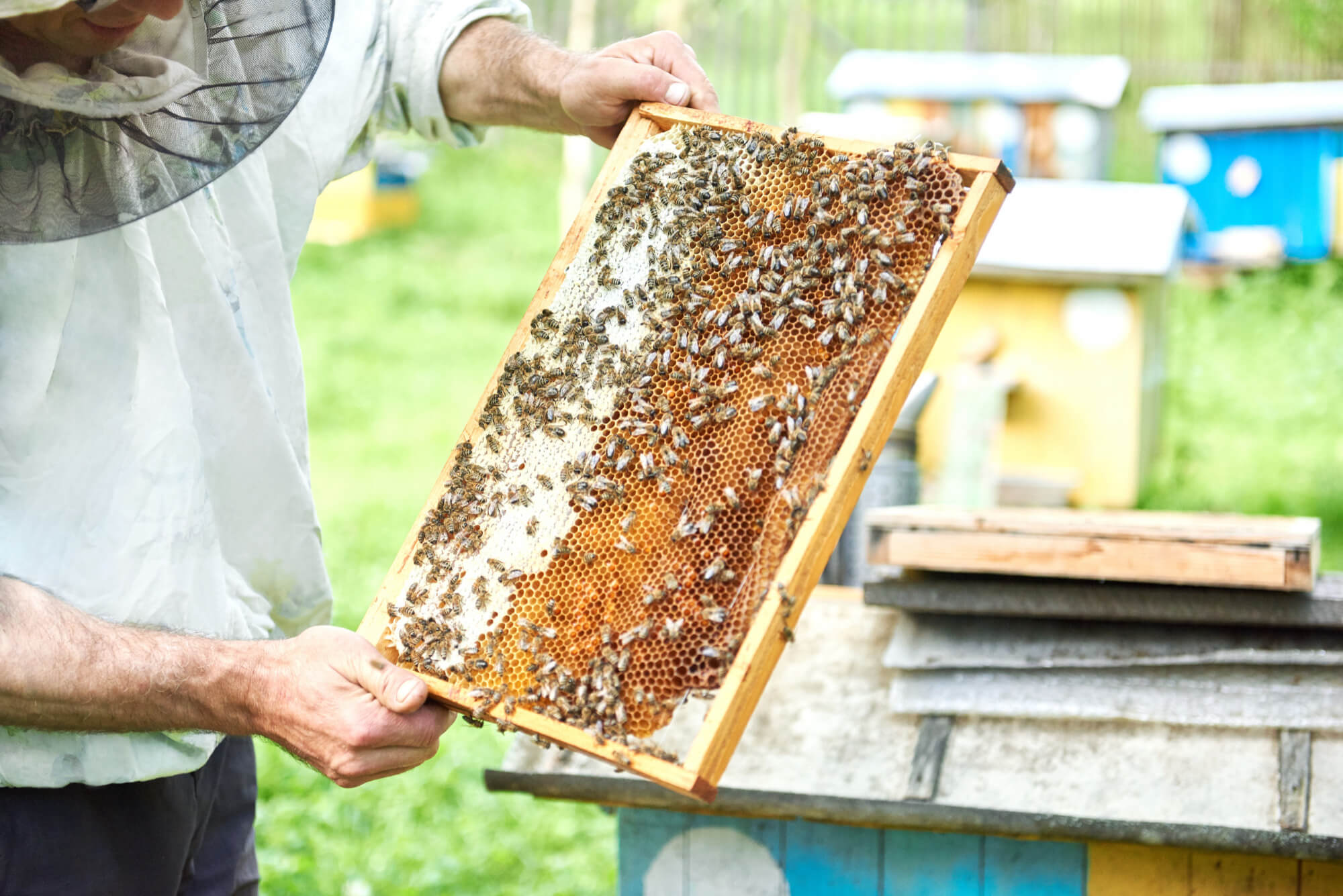 A beekeeper tends to a beehive frame swarming with worker bees