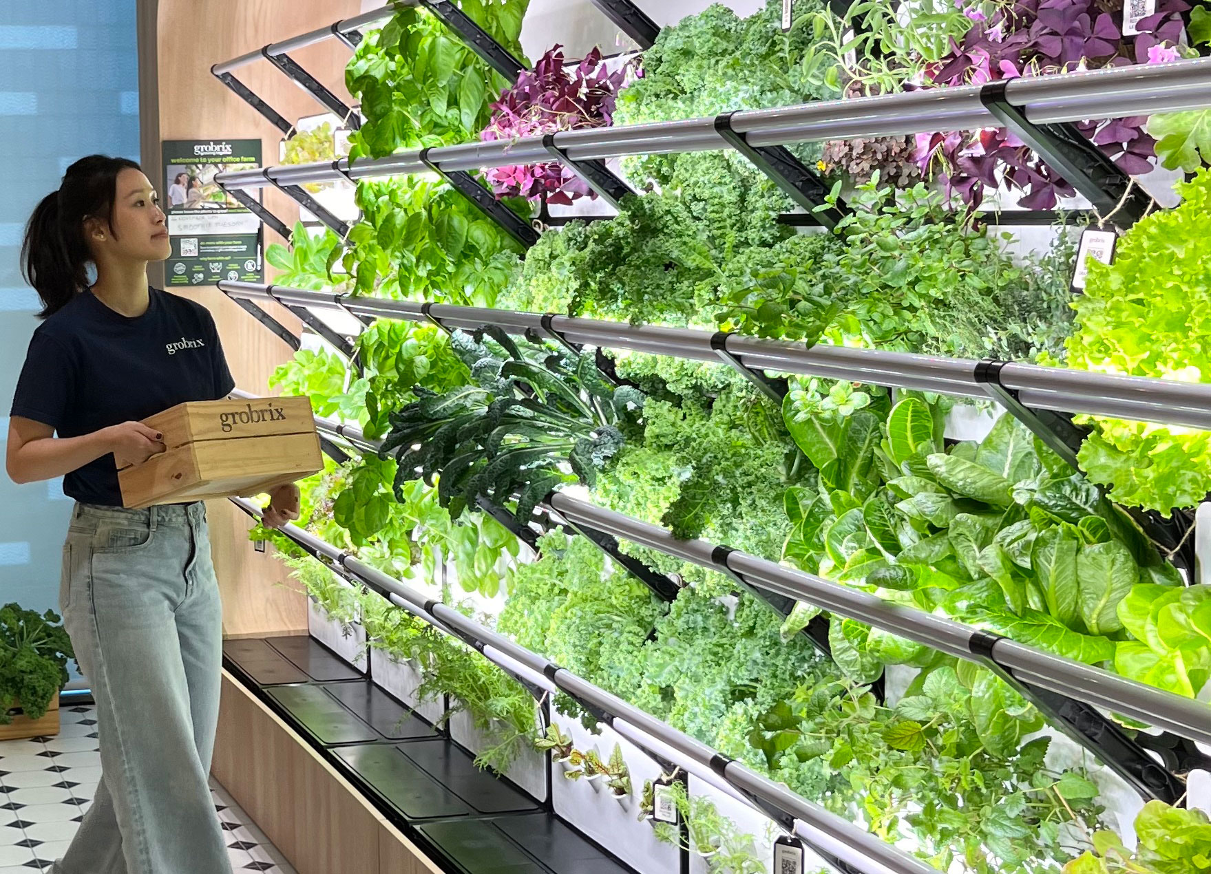 Grobrix Staff surveying a vertical garden pre-harvest