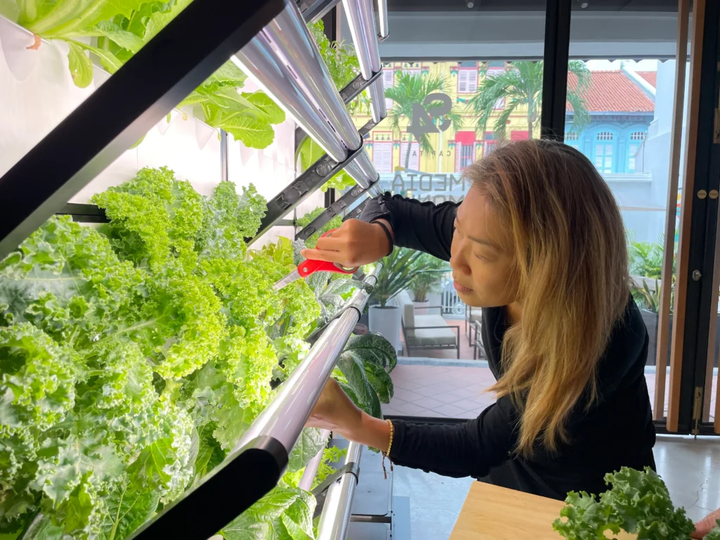 Staff at Media Monks harvesting edible leaves from their Grobrix vertical green wall