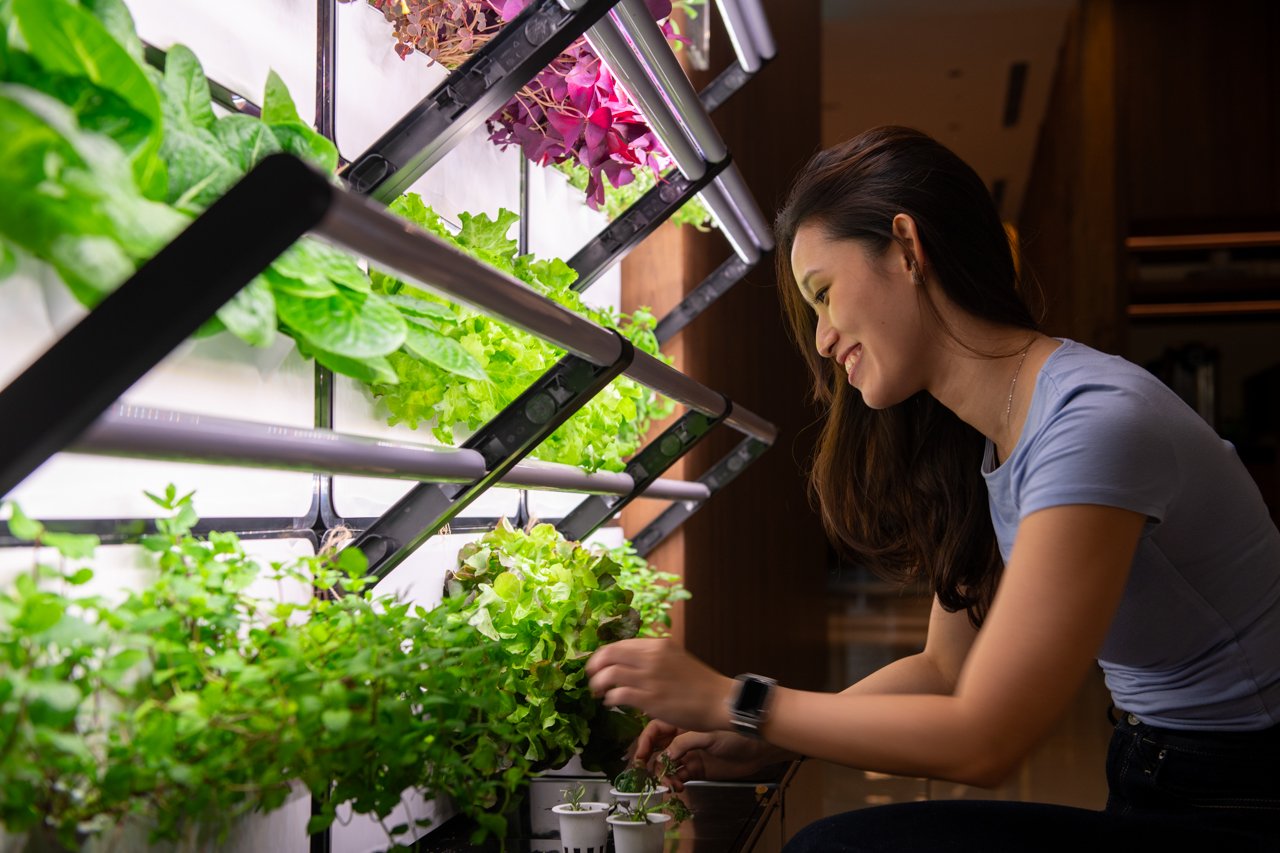 Grace hand-picking lettuce from the Grobrix office urban farm