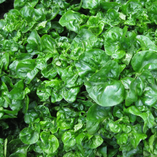 Brazilian Spinach