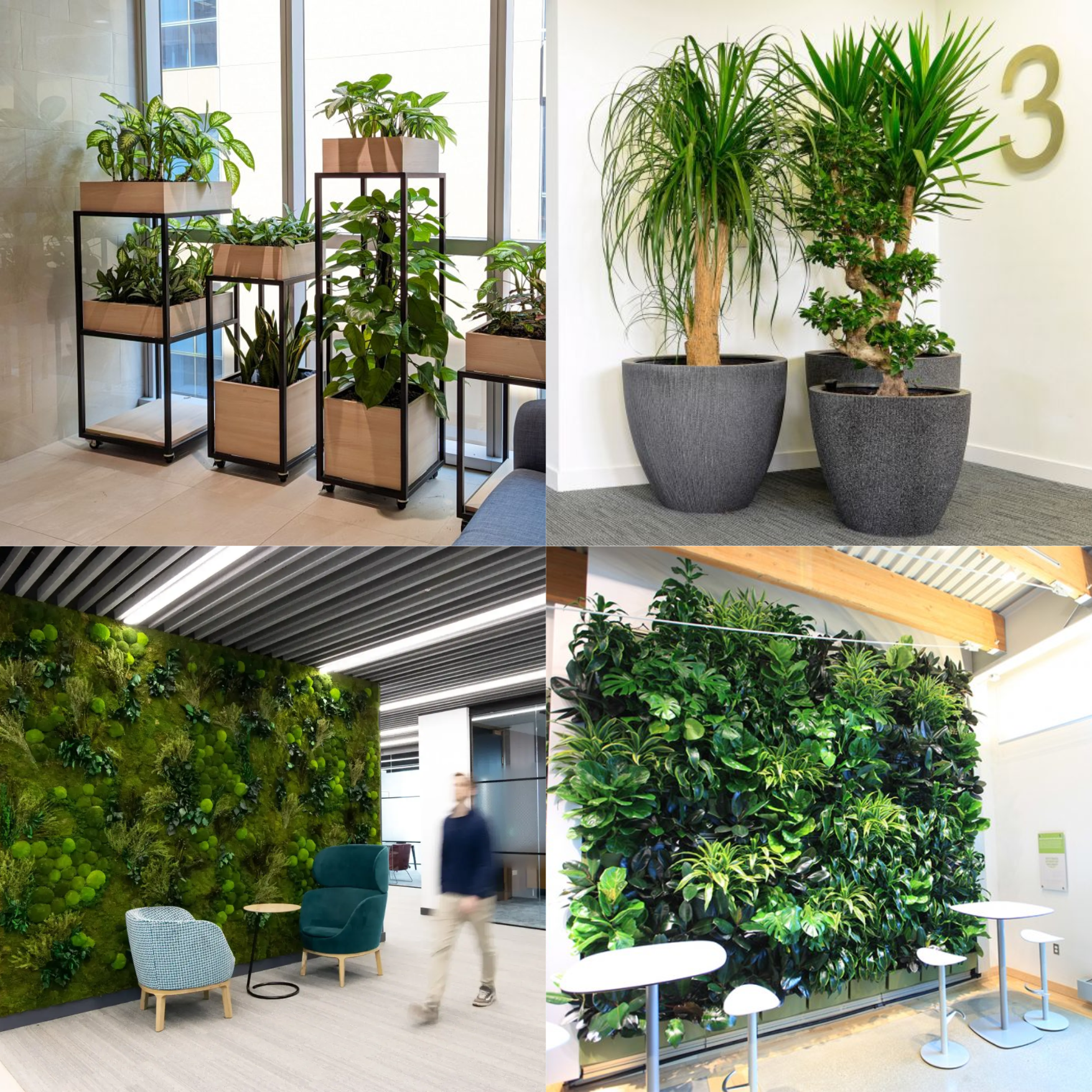 Indoor landscaping, options potted plans and moss walls