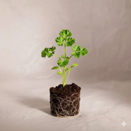 Curly Parsley